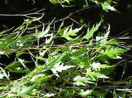 Betula pendula